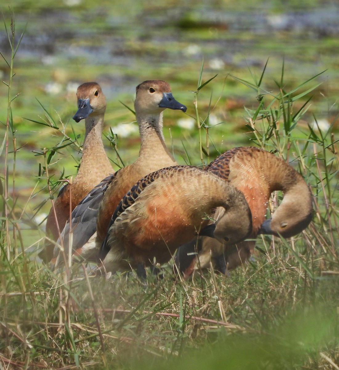 Lesser Whistling-Duck - ML613602128