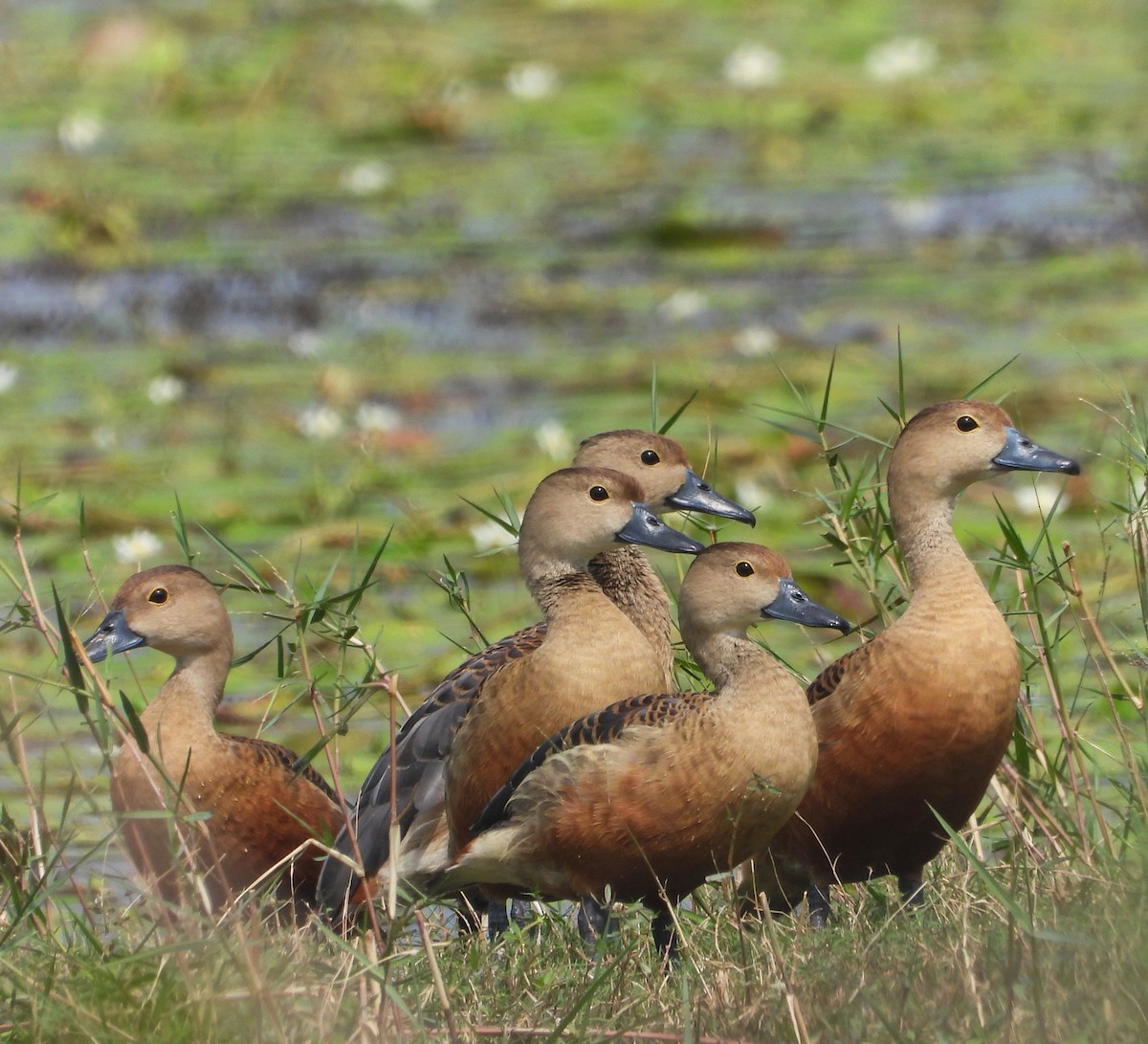 Lesser Whistling-Duck - ML613602129