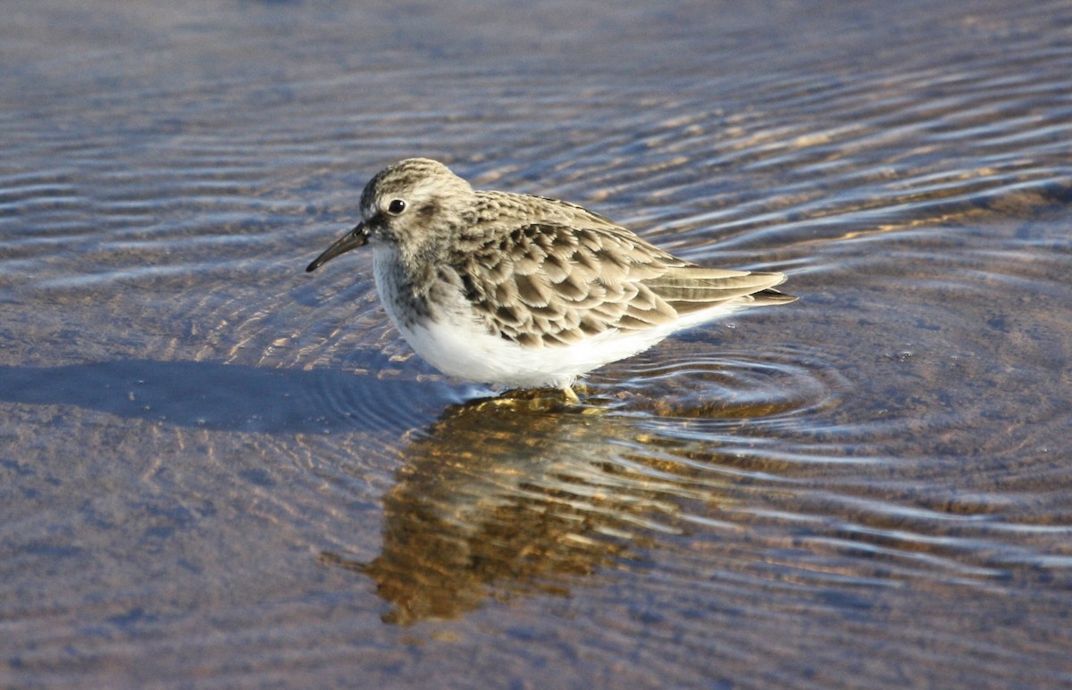 Least Sandpiper - ML613602145