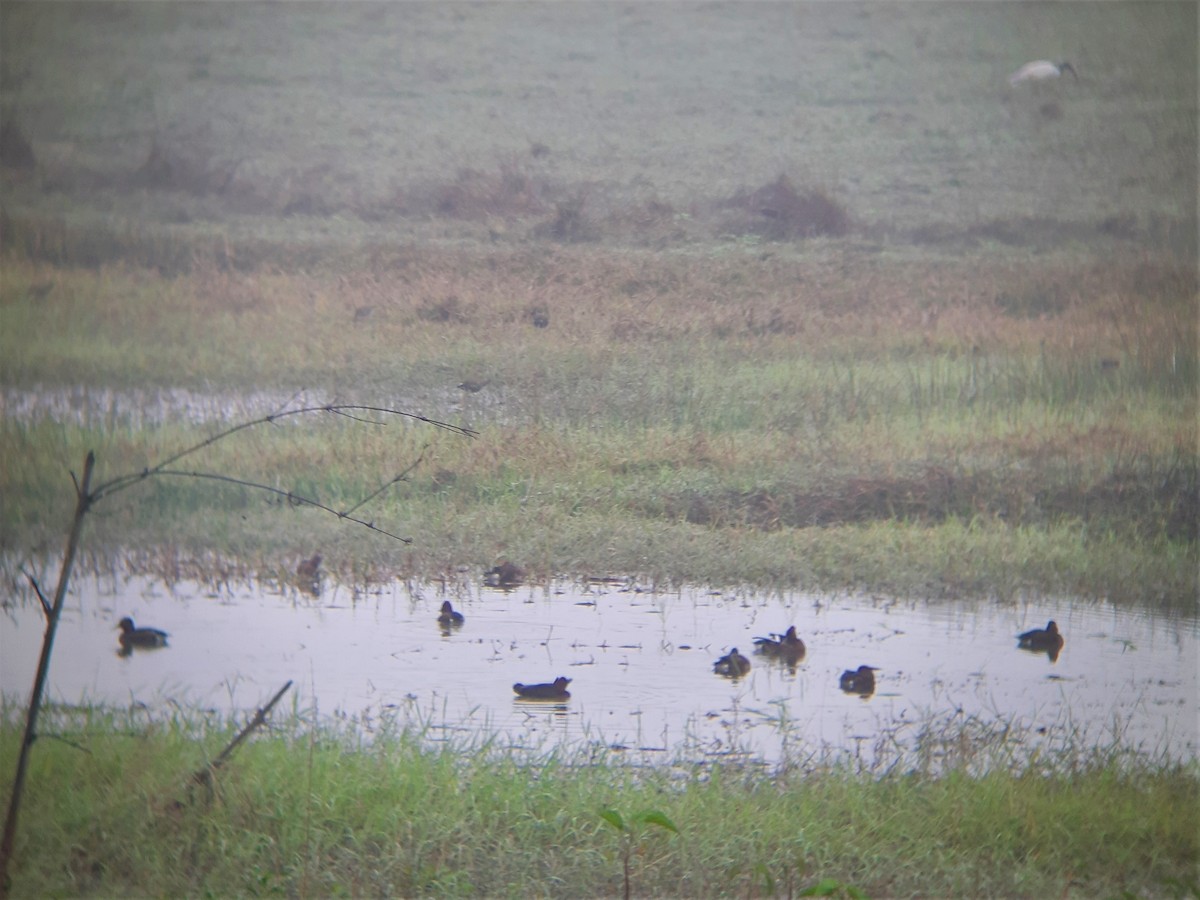 Ferruginous Duck - ML613602168