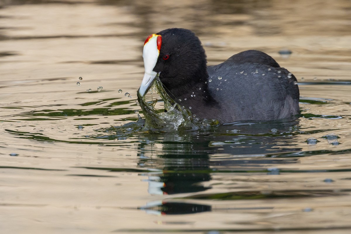 Eurasian x Red-knobbed Coot (hybrid) - ML613602202