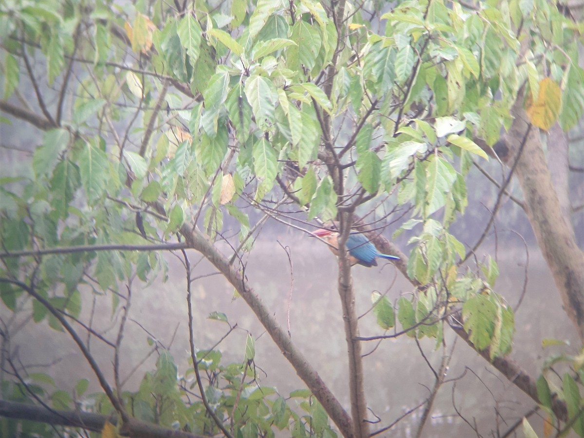 Stork-billed Kingfisher - ML613602203