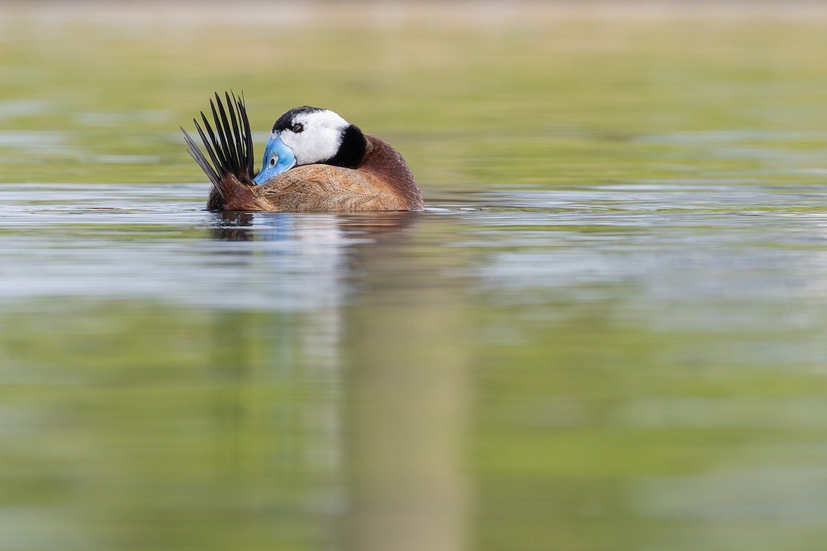 White-headed Duck - ML613602210