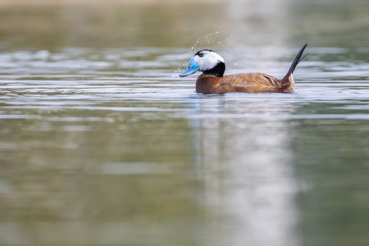 White-headed Duck - ML613602216