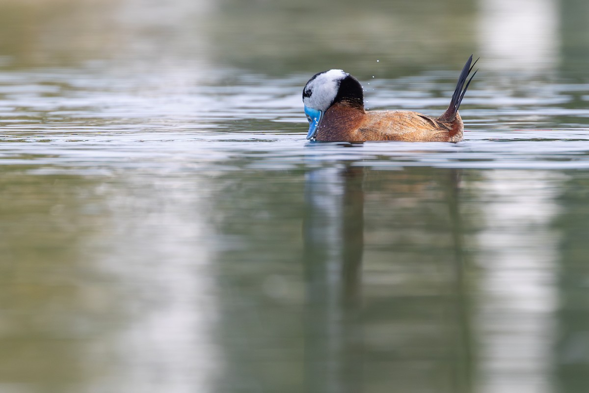 White-headed Duck - ML613602217