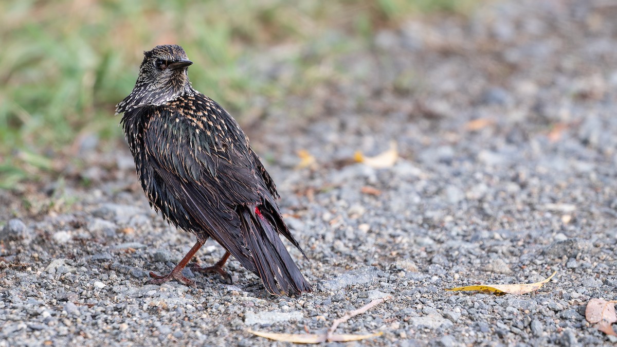 European Starling - ML613602273