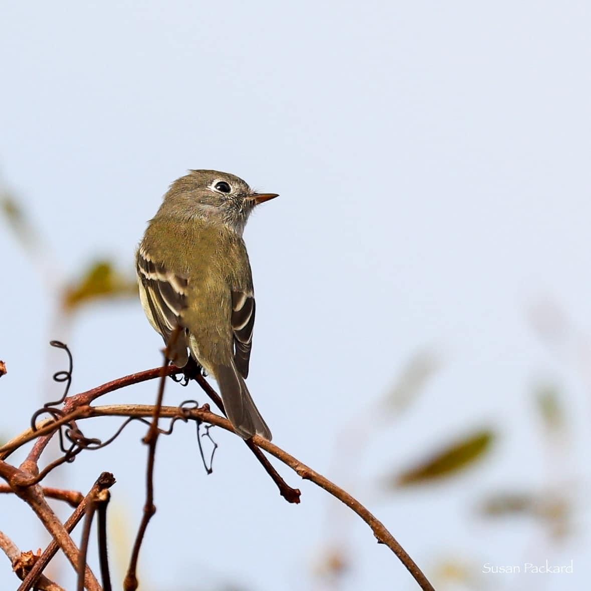 Hammond's Flycatcher - ML613602377