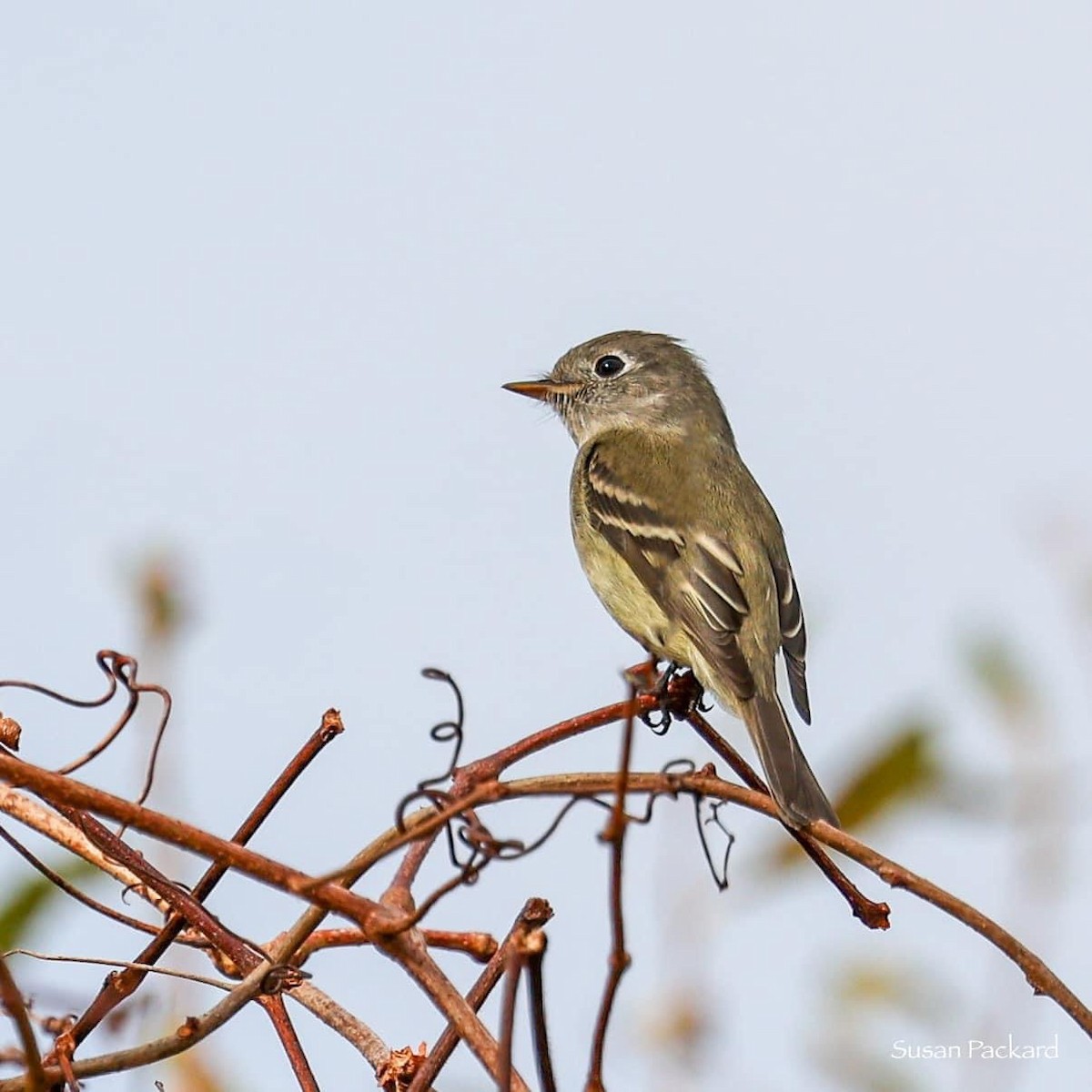 Hammond's Flycatcher - ML613602378