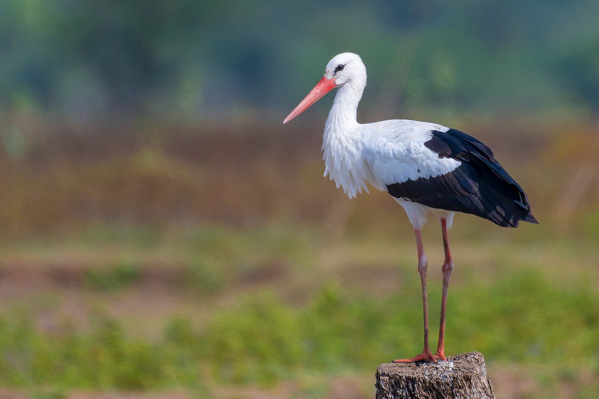 White Stork - Abhijit Mishra