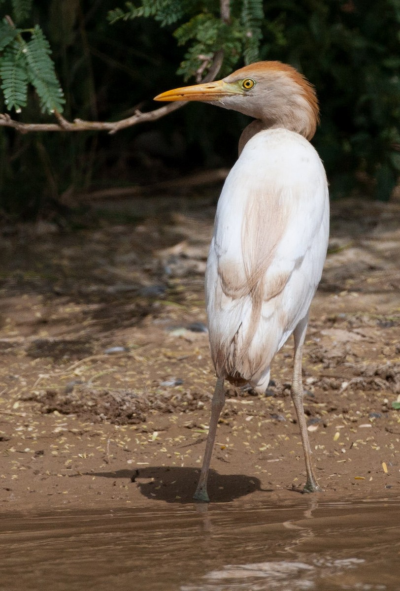 Eastern Cattle Egret - ML613602398