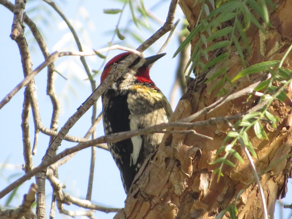 Red-naped Sapsucker - Nathan Bradford