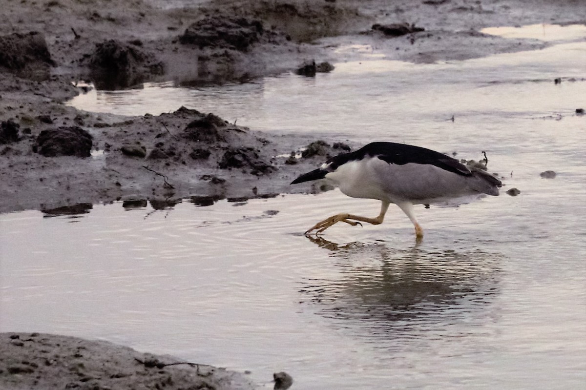 Black-crowned Night Heron - ML61360241