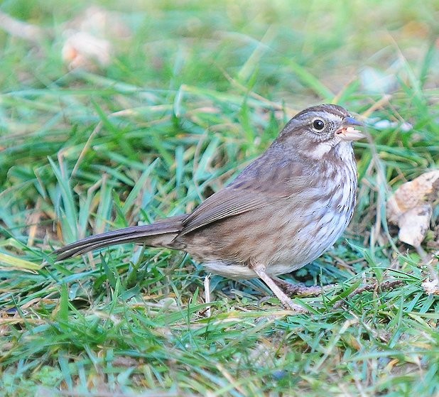 Song Sparrow - ML613602417