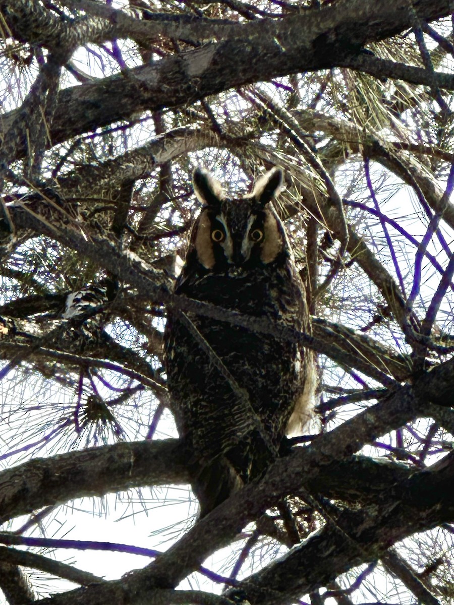 Long-eared Owl - ML613602543