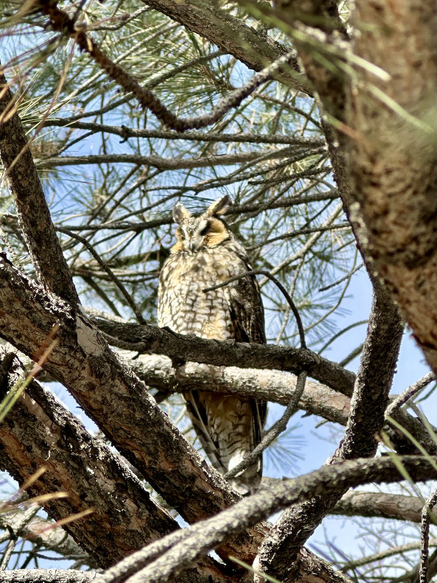 Long-eared Owl - ML613602544