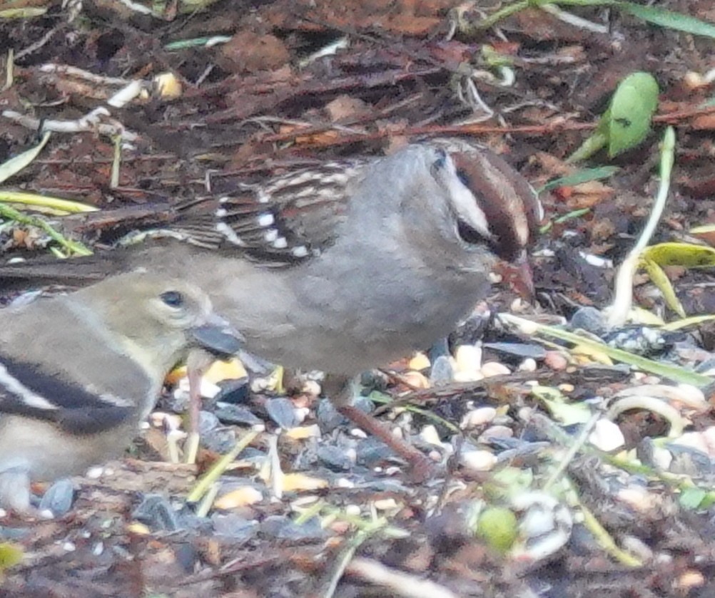 White-crowned Sparrow - ML613602621