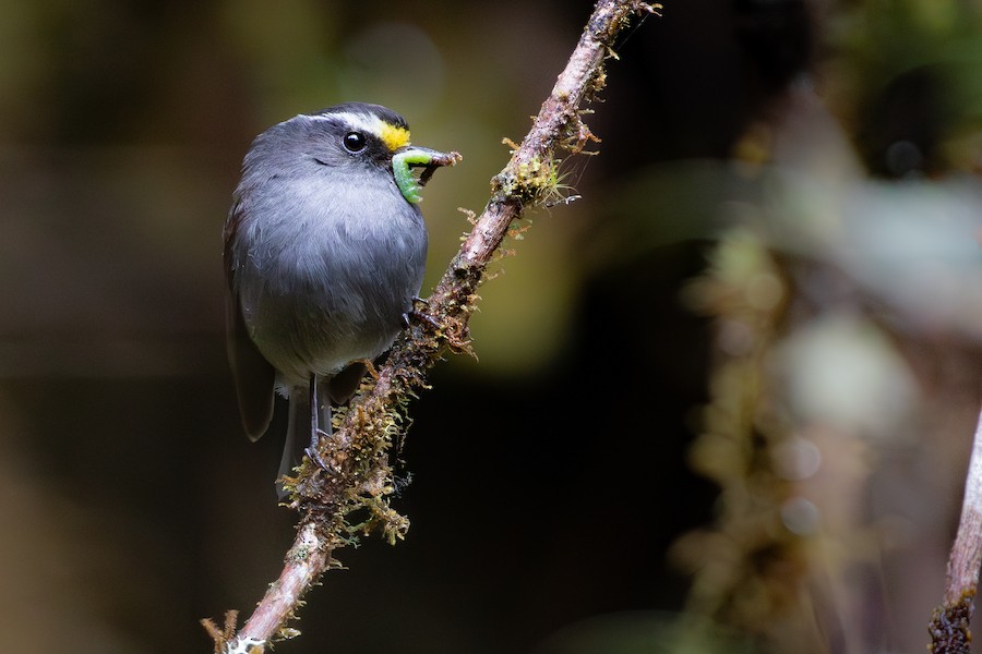NordandenSchmätzertyrann (spodionota/boliviana) eBird