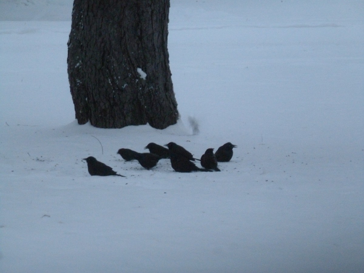 Common Grackle - ML613602752