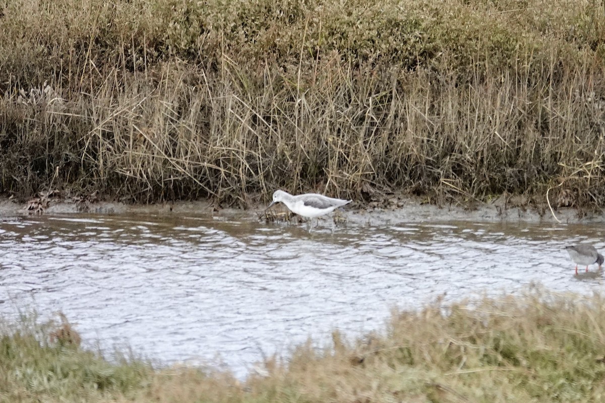 Common Greenshank - ML613602769