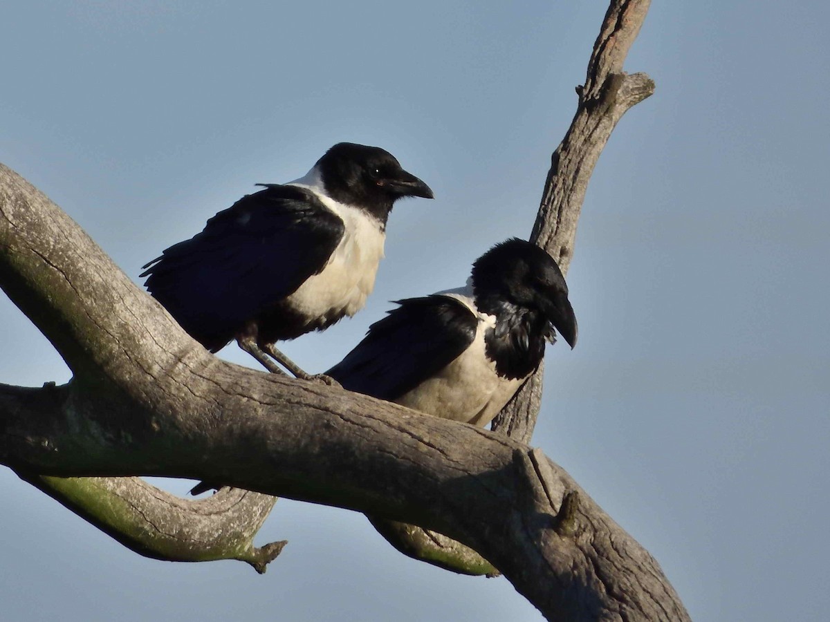 Pied Crow - ML613602807