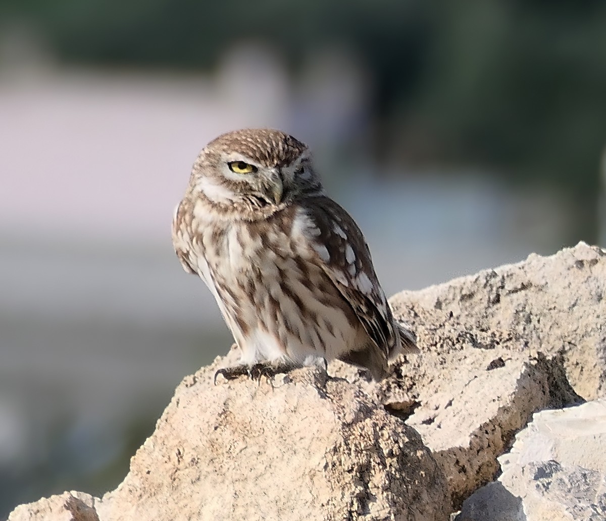 Little Owl - ML613602821