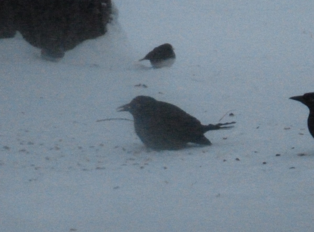 blackbird sp. - ML613602889