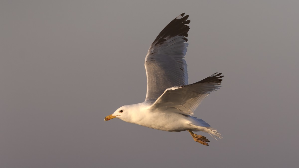 Armenian Gull - ML613602913