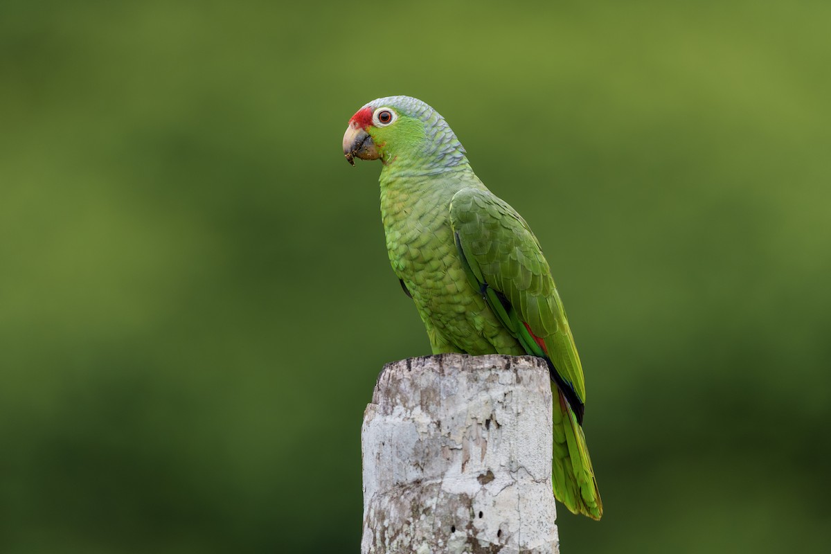 Red-lored Parrot - Jeff Hapeman