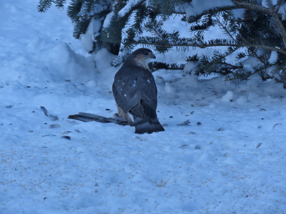 Sharp-shinned Hawk - ML613602954