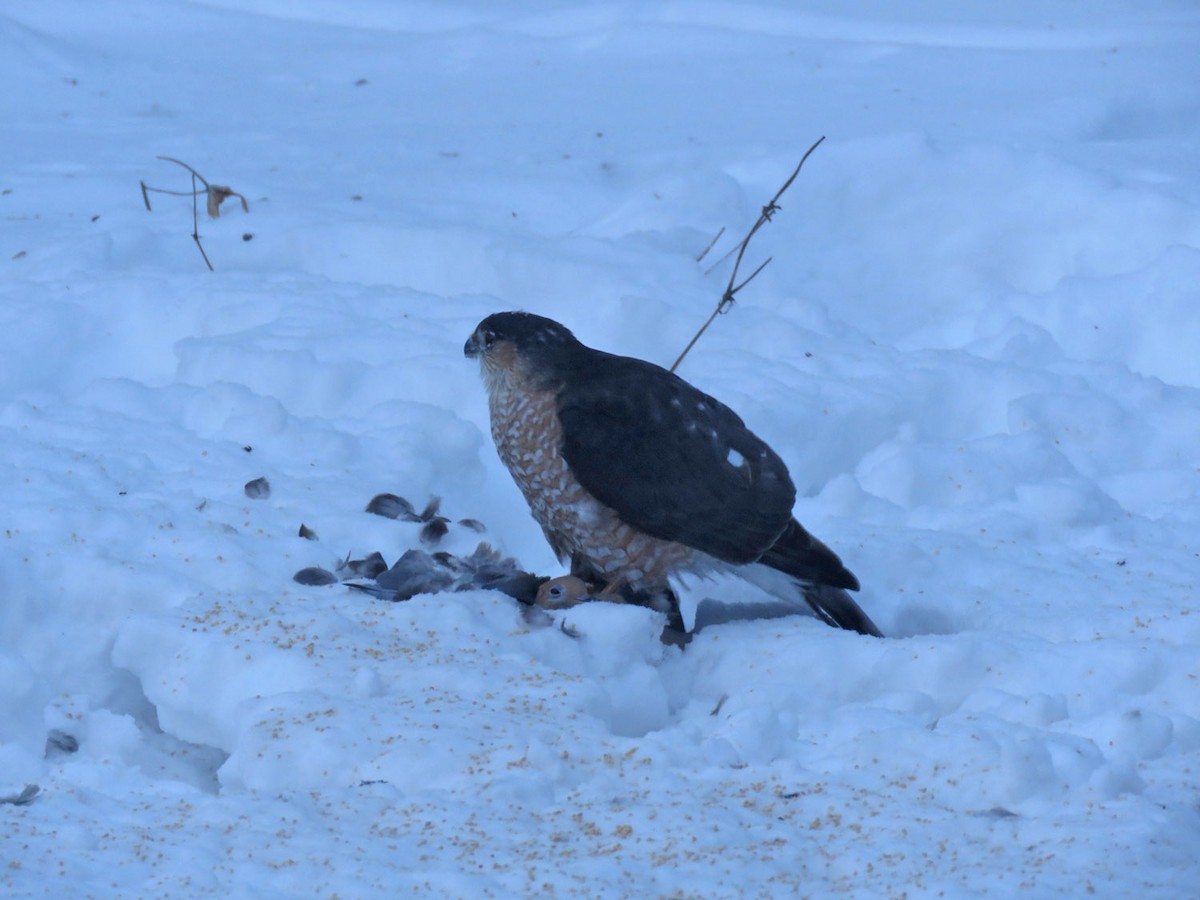 Sharp-shinned Hawk - Thomas Schultz