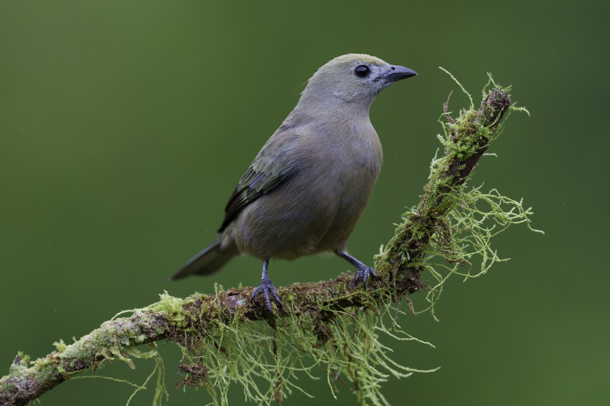 Palm Tanager - Jeff Hapeman