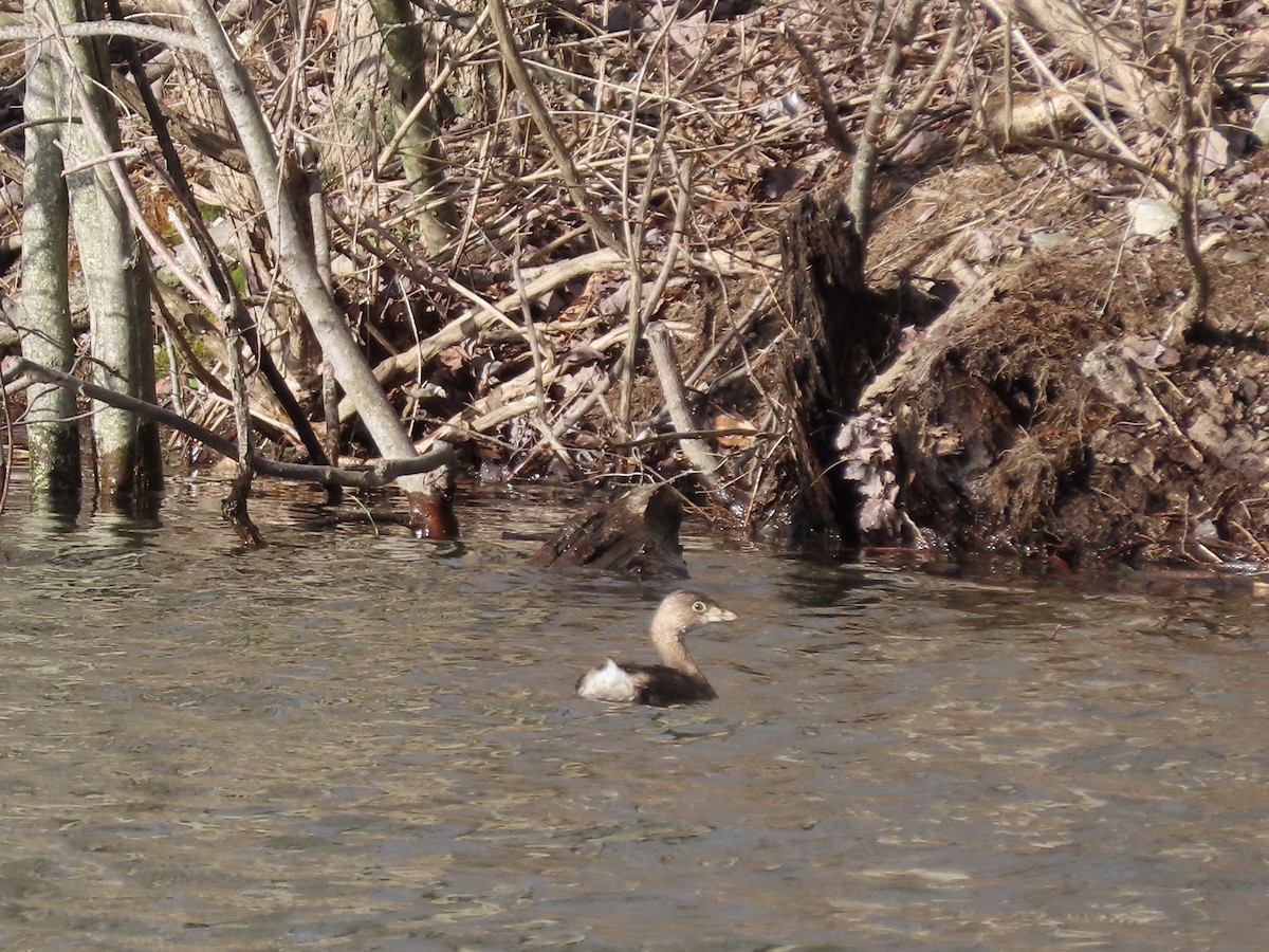 Pied-billed Grebe - ML613603002