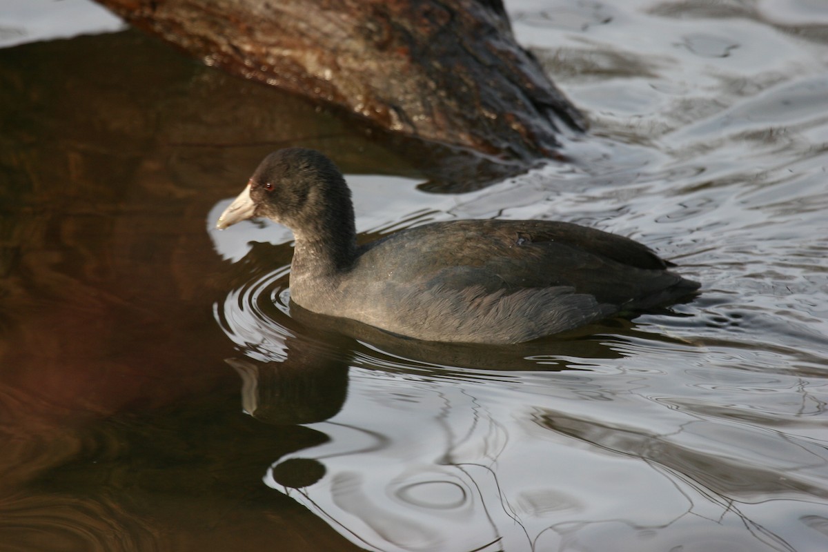 American Coot - ML613603008