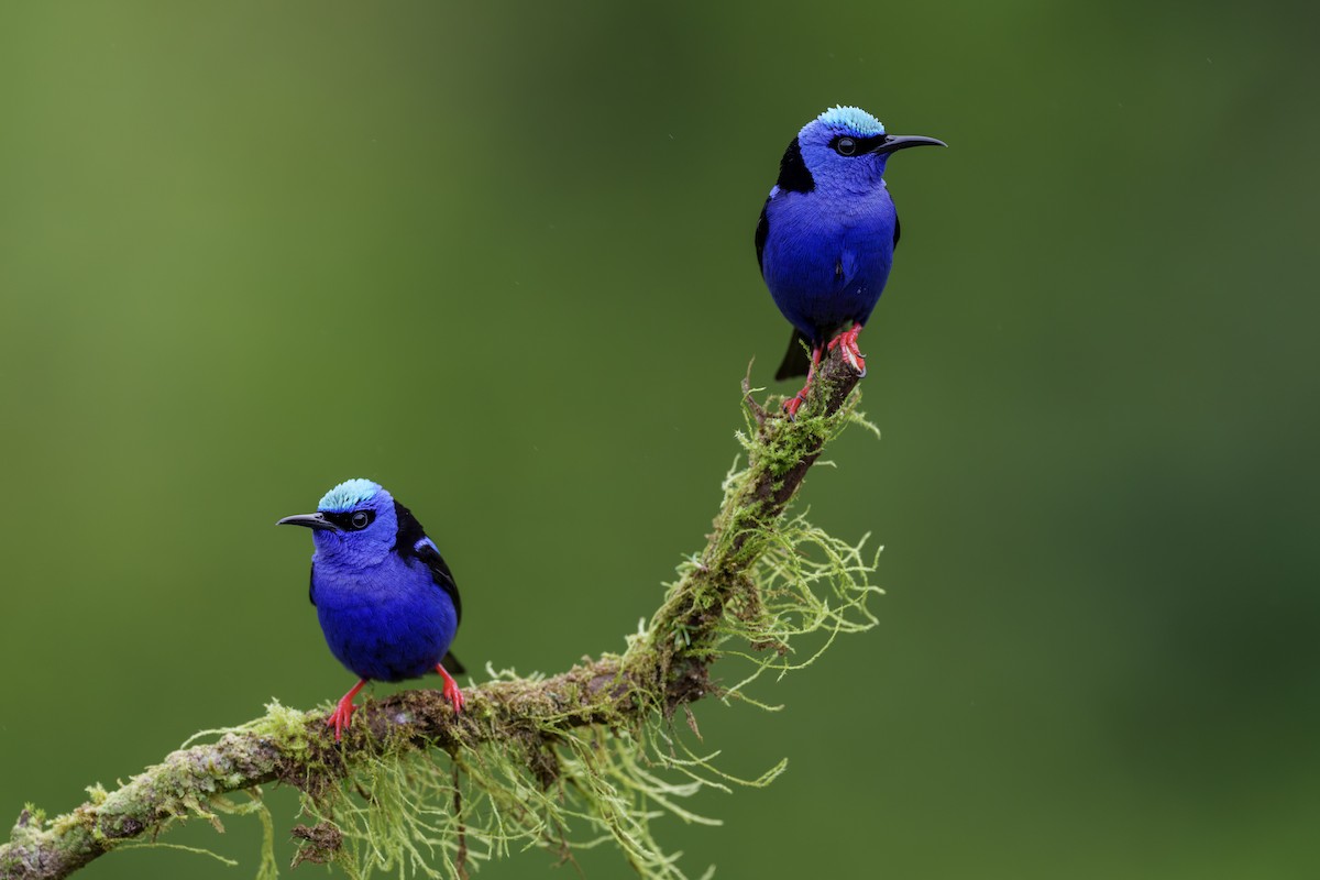 Red-legged Honeycreeper - ML613603015