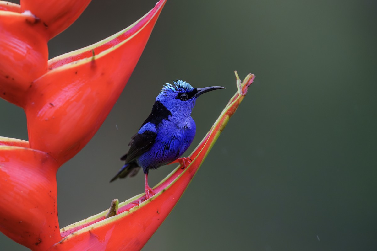 Red-legged Honeycreeper - Jeff Hapeman