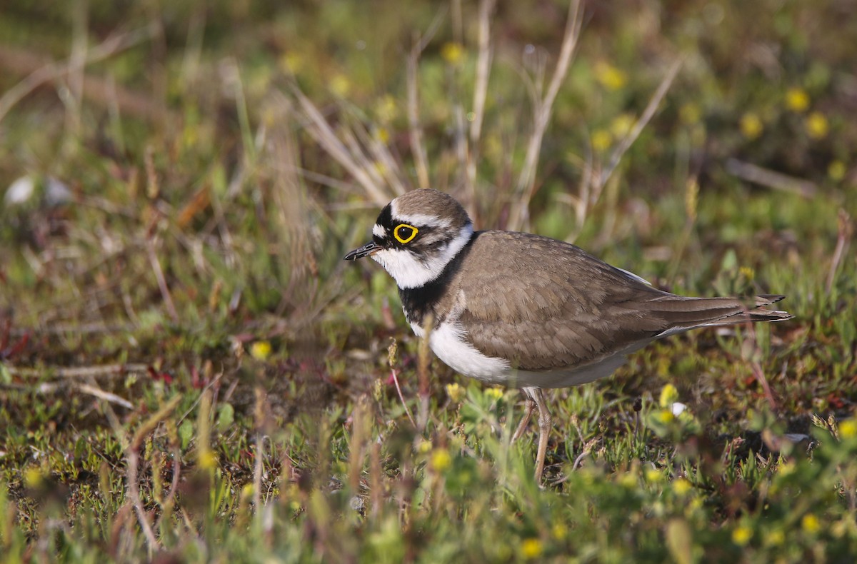 Little Ringed Plover - ML613603056