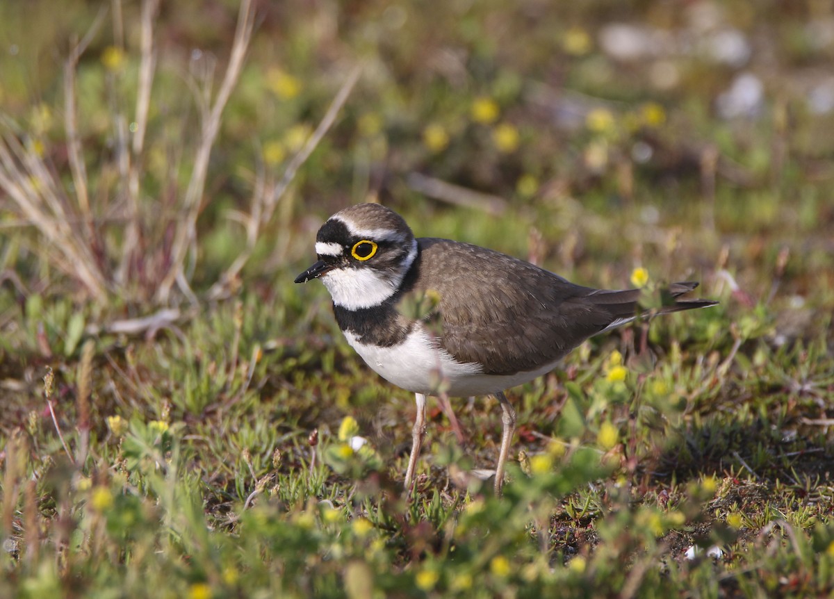 Little Ringed Plover - Nathan Alblas