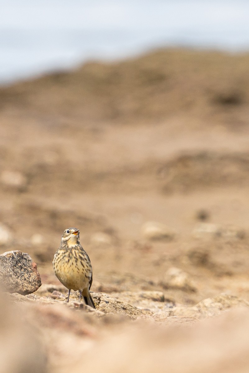 American Pipit - ML613603073