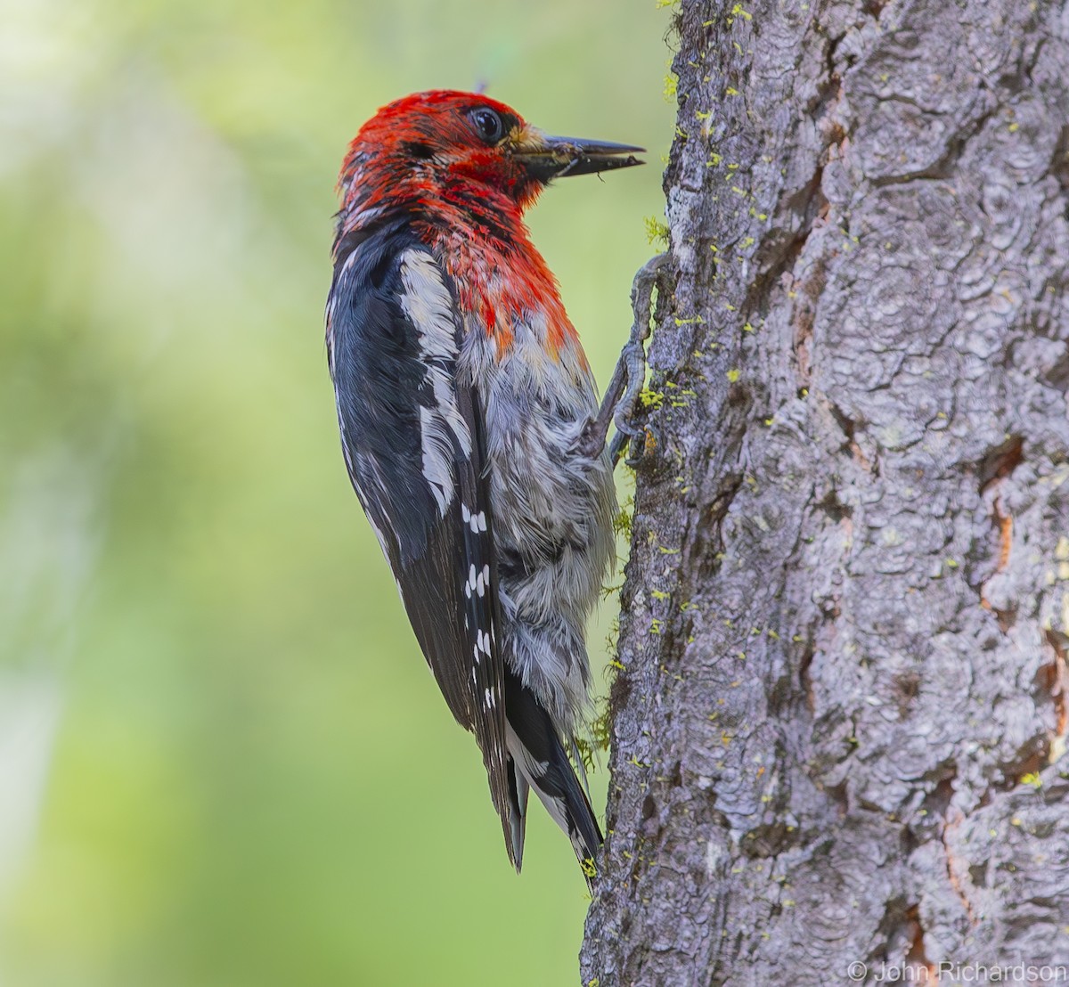 Red-breasted Sapsucker - ML613603085
