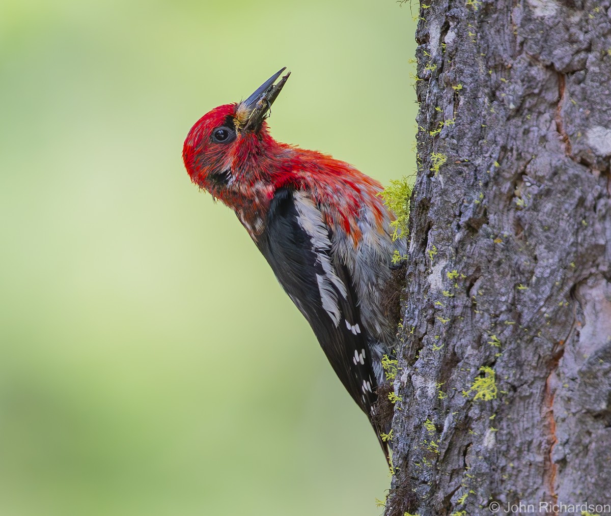 Red-breasted Sapsucker - ML613603086