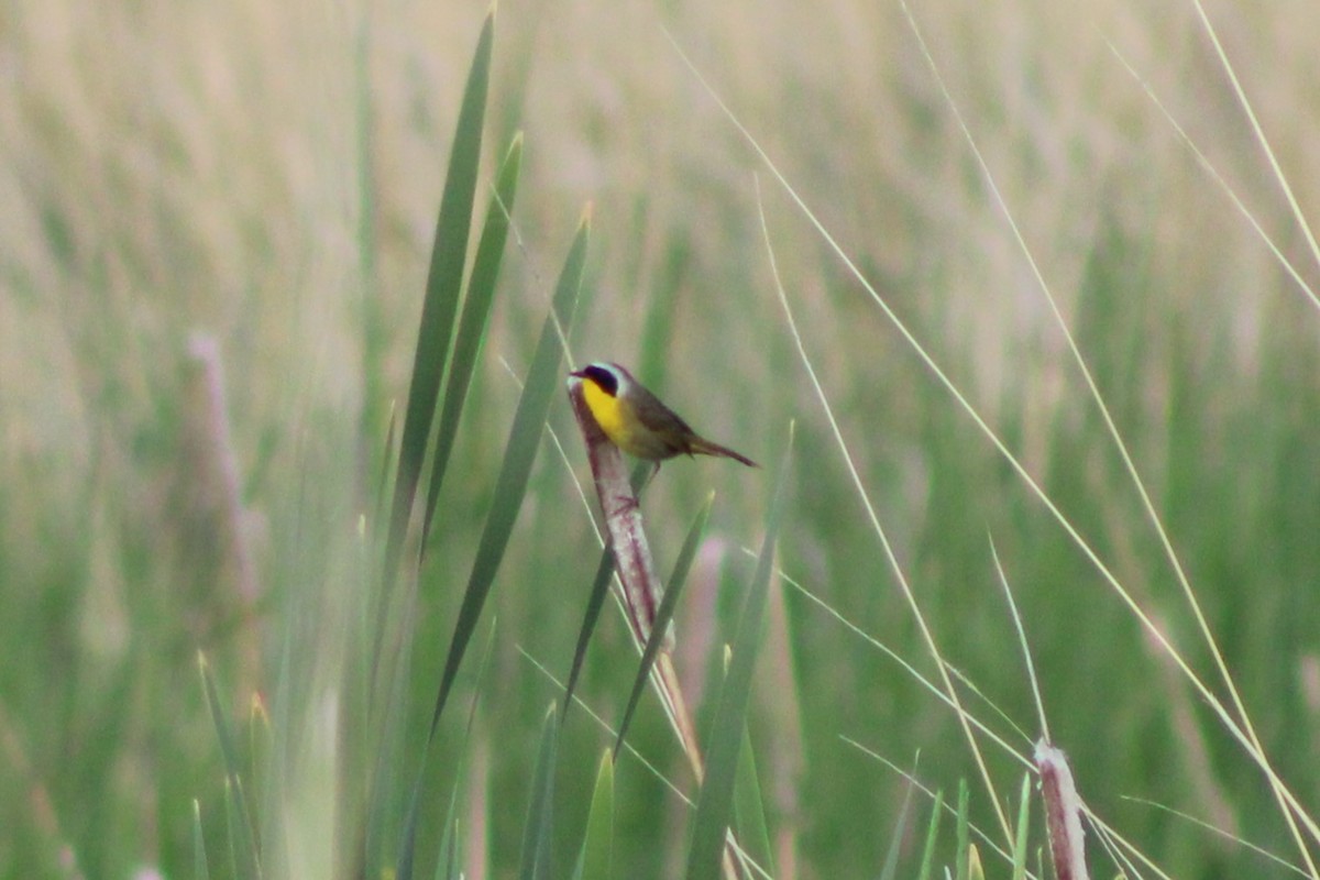 Common Yellowthroat - ML613603113