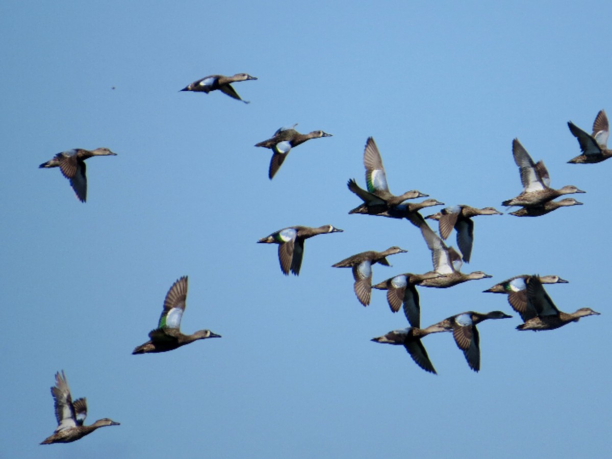 Blue-winged Teal - ML613603173