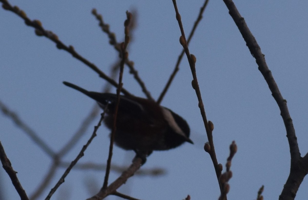 Chestnut-backed Chickadee - ML613603187