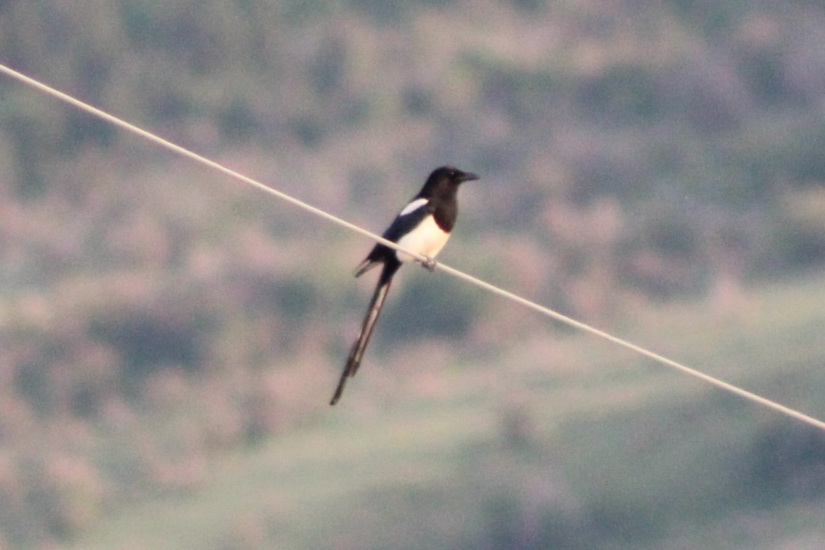 Black-billed Magpie - ML613603196