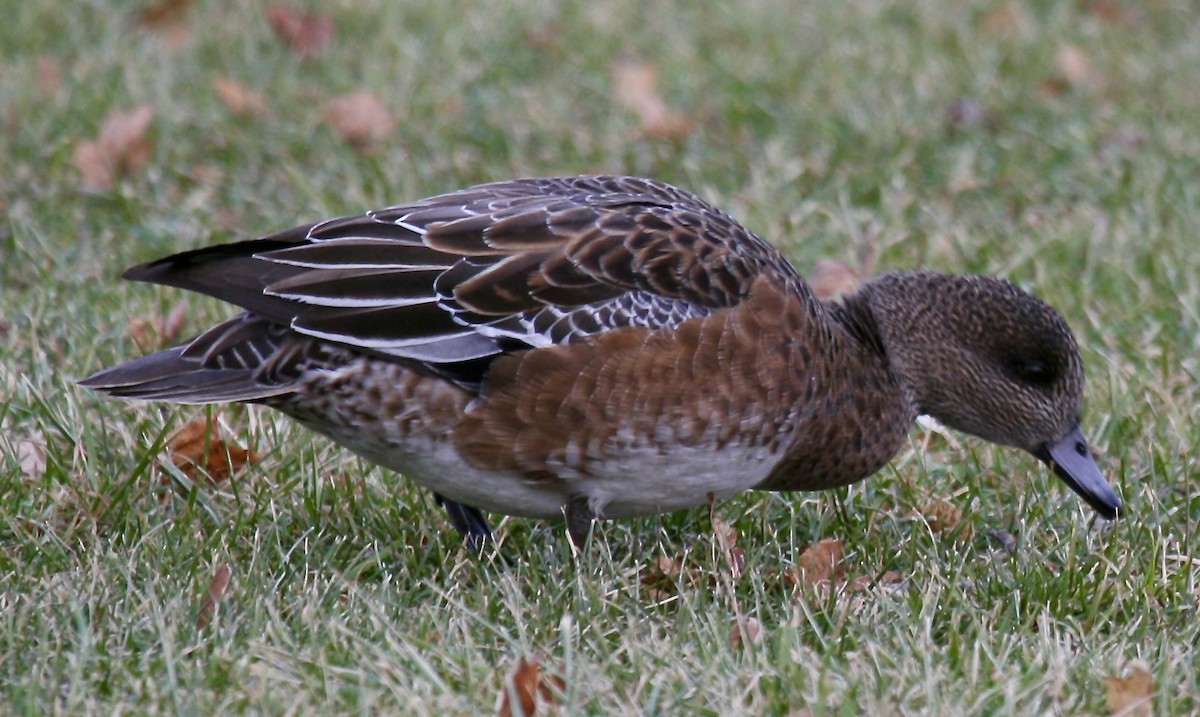 American Wigeon - ML613603200