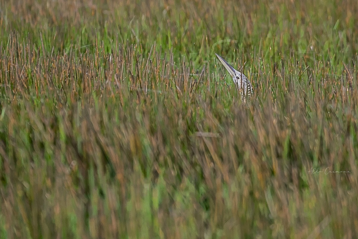 Pinnated Bittern - Aldo Carmona