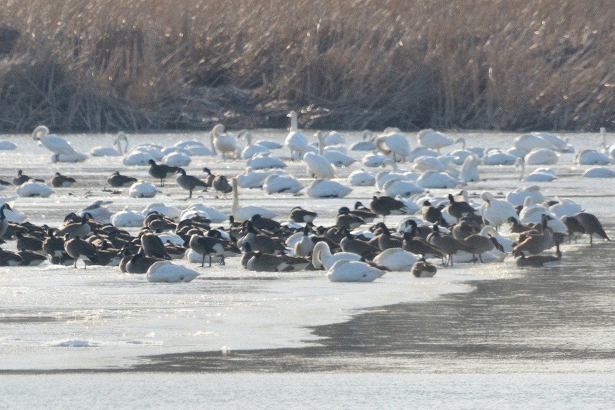 Tundra Swan - ML613603342