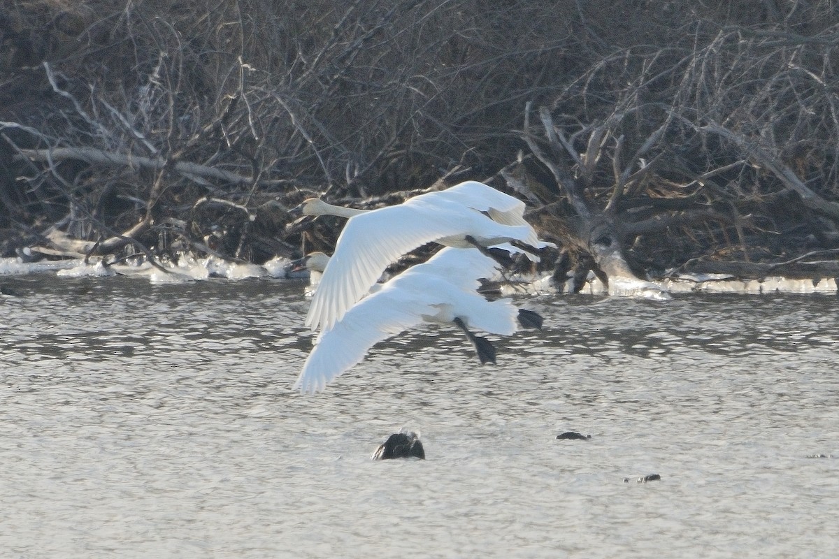 Tundra Swan - ML613603343