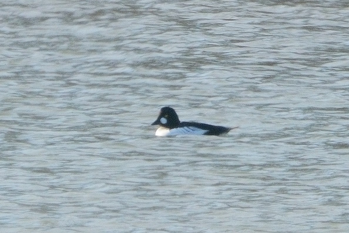 Common Goldeneye - John Gordinier