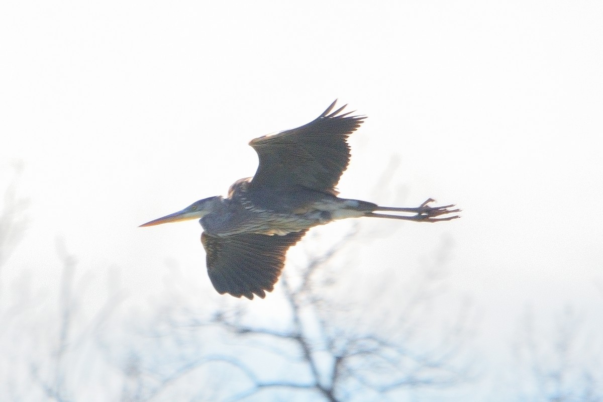 Great Blue Heron - John Gordinier